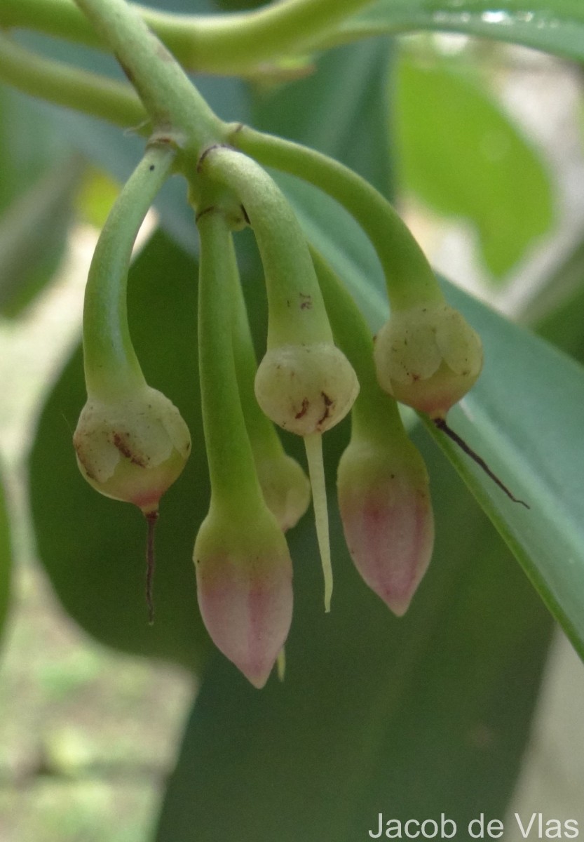 Ardisia willisii Mez